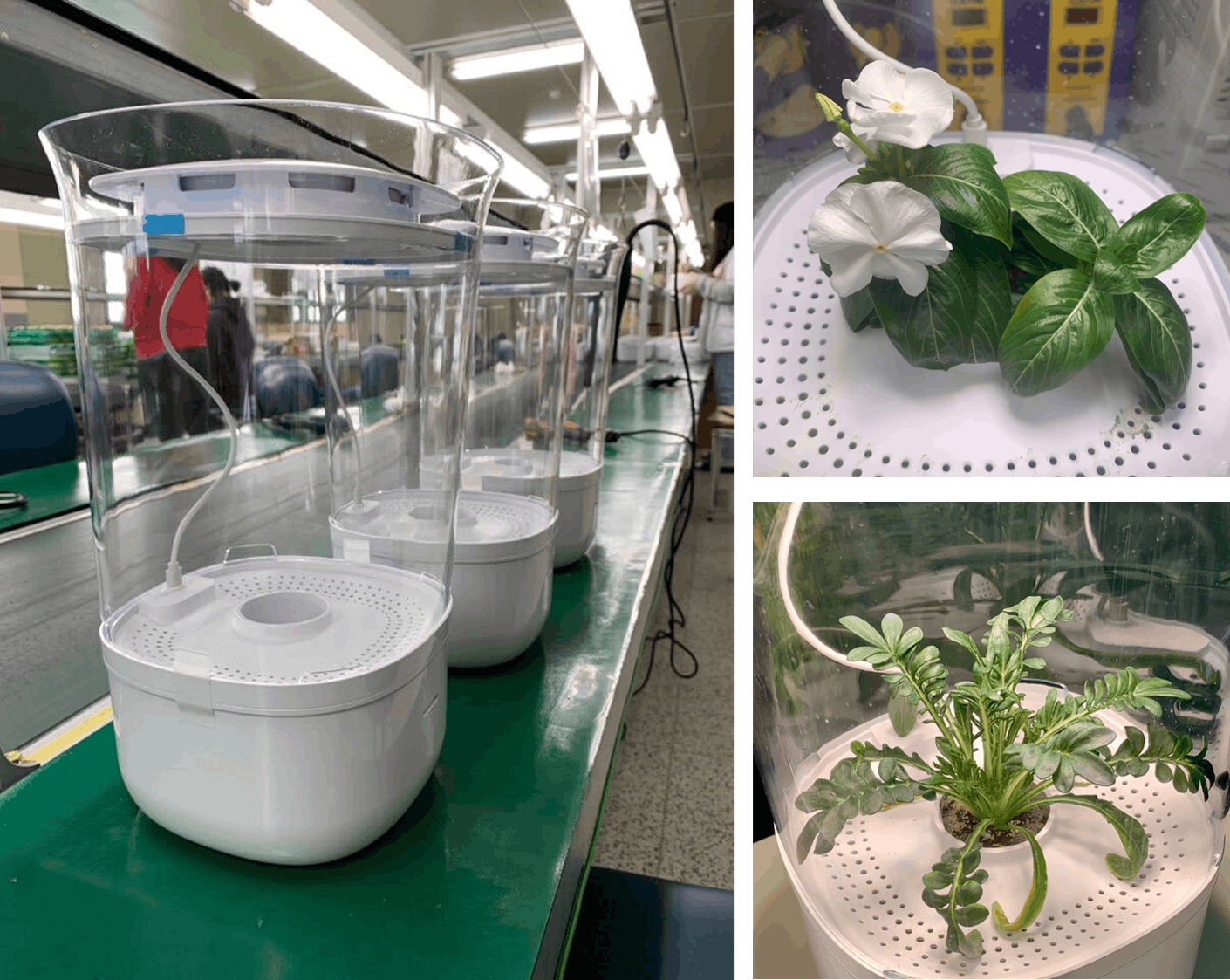 海外限定海外限定天候に左右されない♪❤害虫被害に合いやすい植物の
