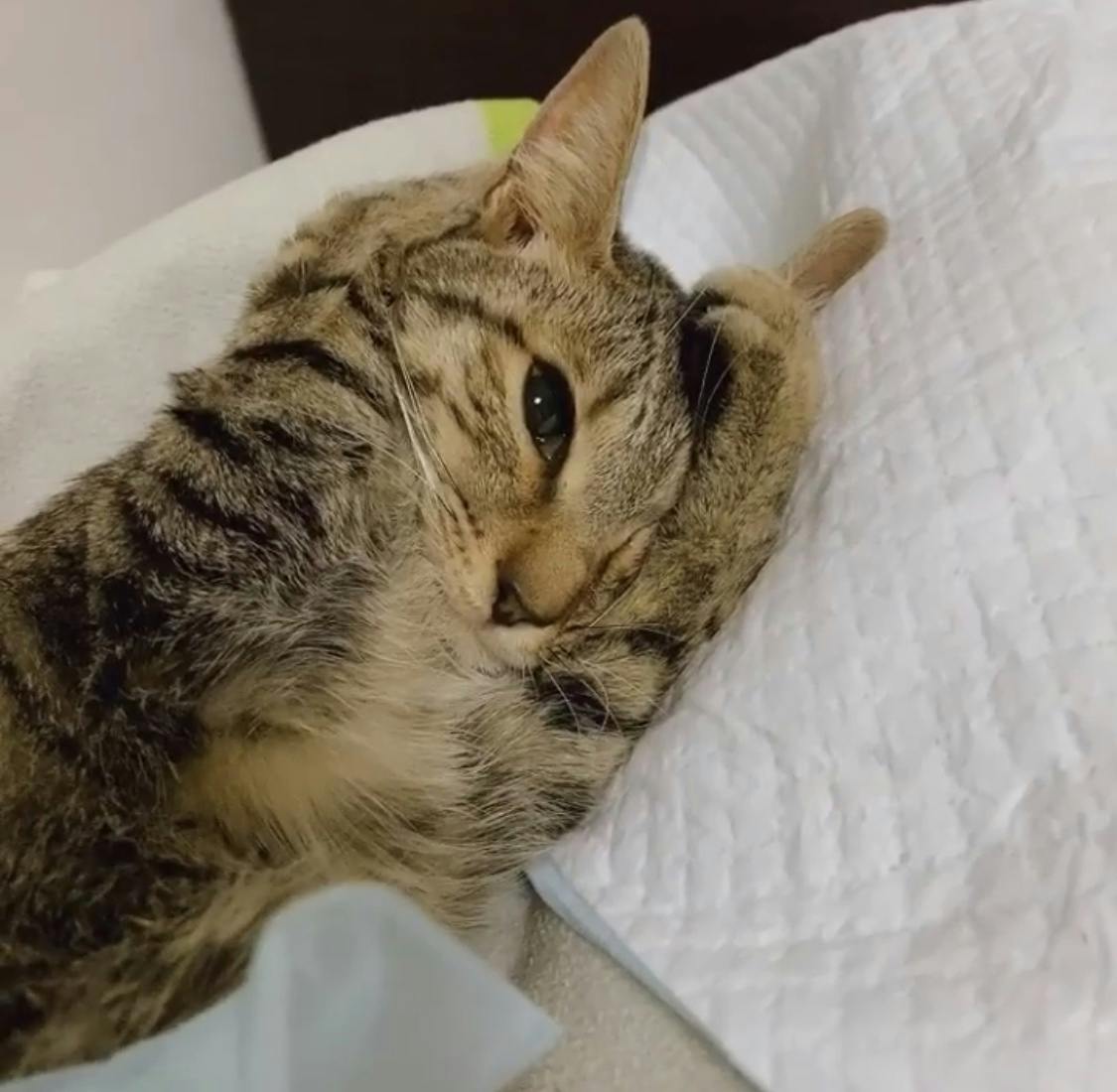 一度助かった命をもう一度助けたい 難病にかかった猫に未承認の薬で治癒の可能性を Campfire キャンプファイヤー