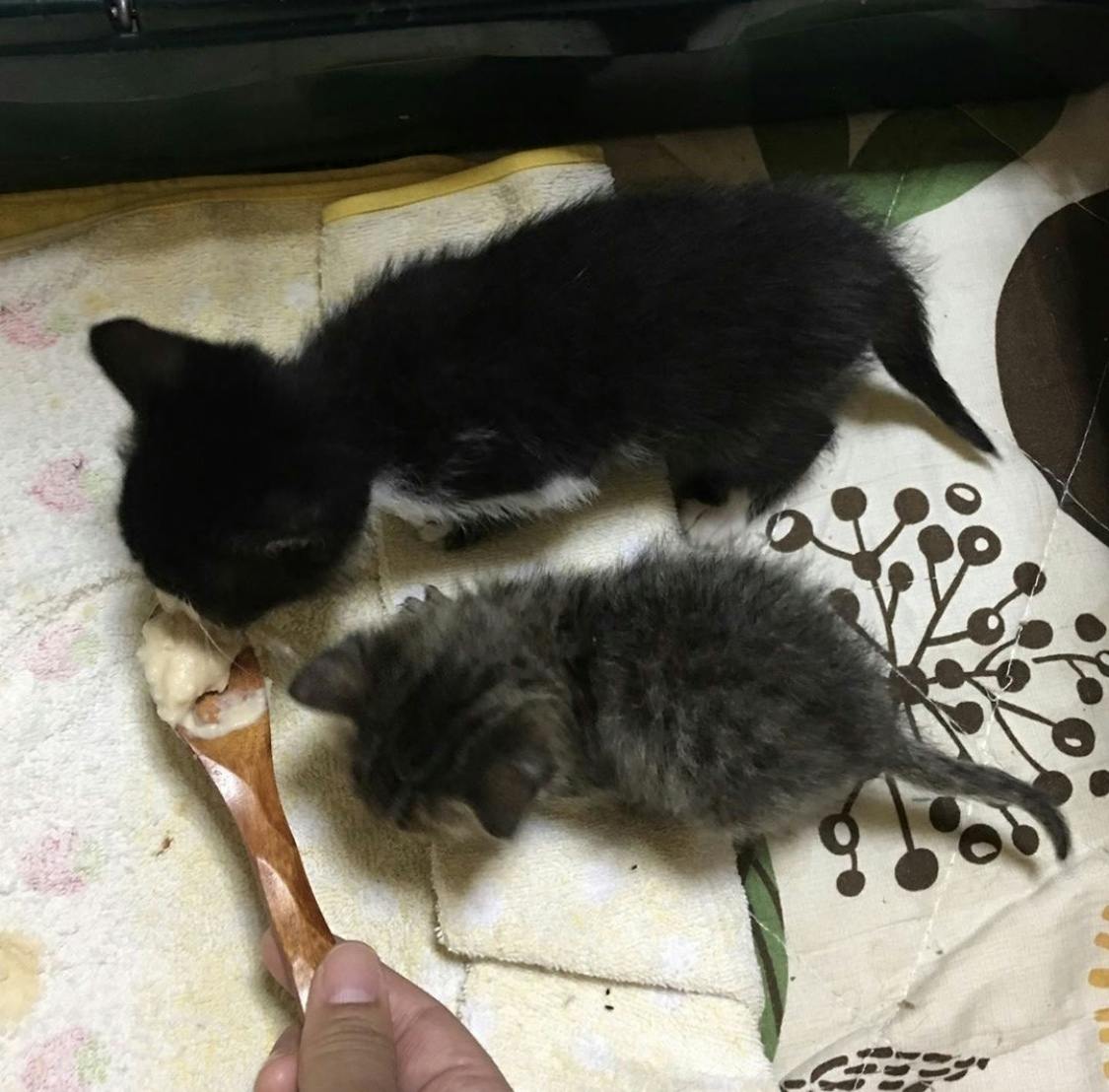 一度助かった命をもう一度助けたい 難病にかかった猫に未承認の薬で治癒の可能性を Campfire キャンプファイヤー 一度助かった命をもう一度助けたい 難病にかかった猫に未承認の薬で治癒の可能性を Campfire キャンプファイヤー