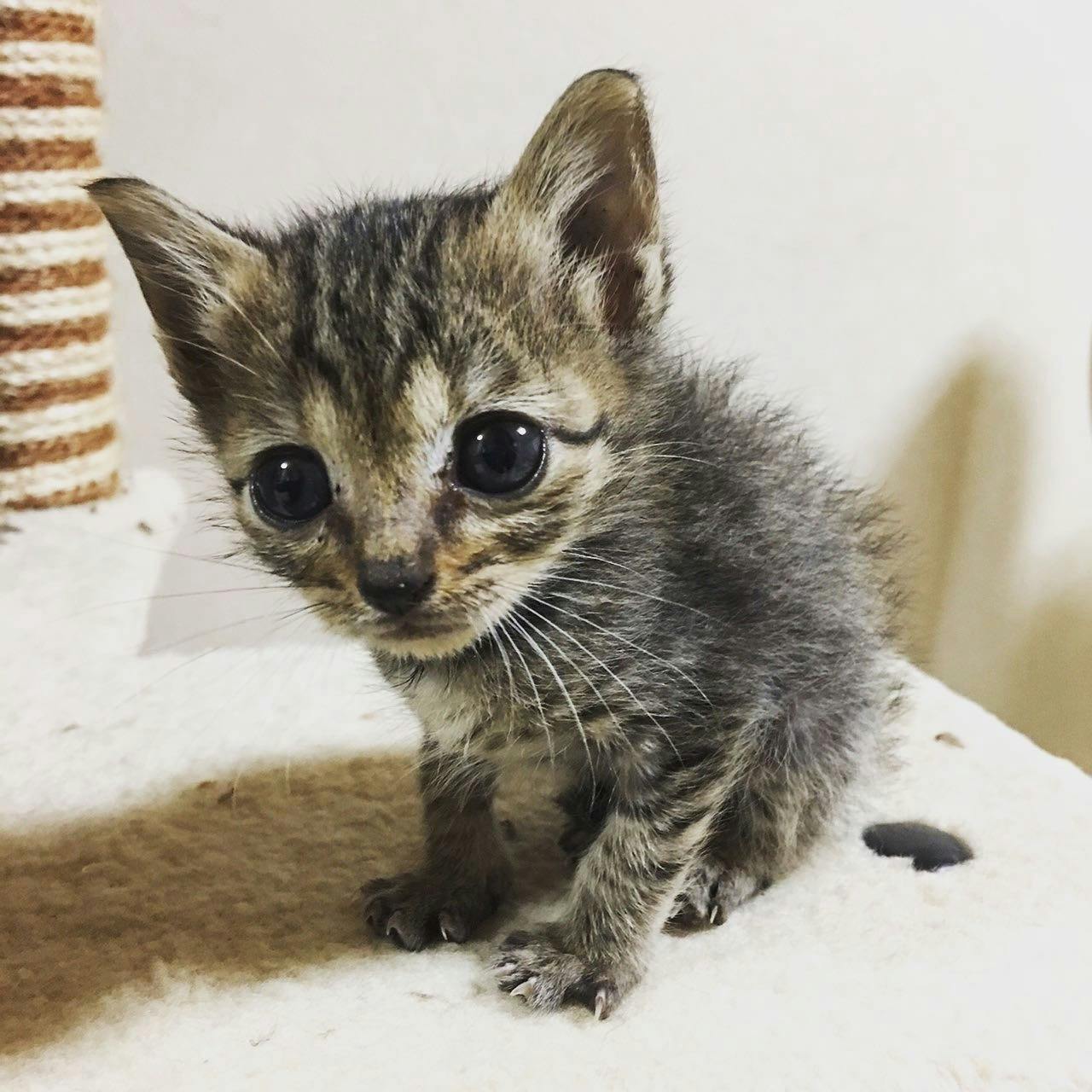 一度助かった命をもう一度助けたい 難病にかかった猫に未承認の薬で治癒の可能性を Campfire キャンプファイヤー 一度助かった命をもう一度助けたい 難病にかかった猫に未承認の薬で治癒の可能性を Campfire キャンプファイヤー