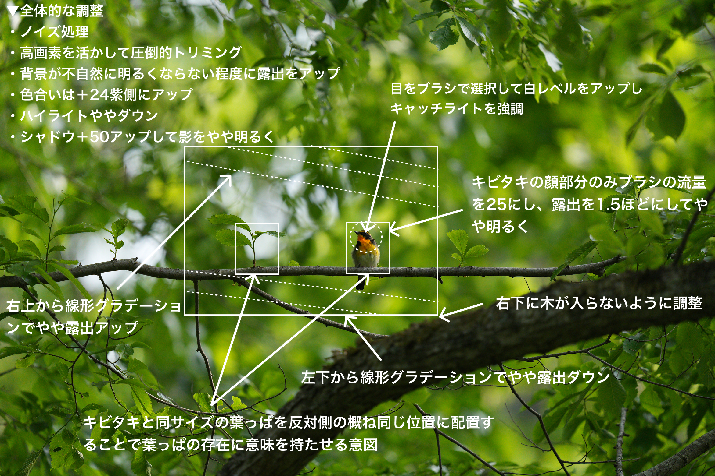 toritori様