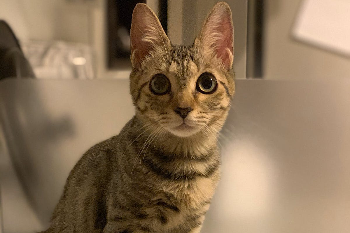 一度助かった命をもう一度助けたい。難病にかかった猫に未承認の薬で 