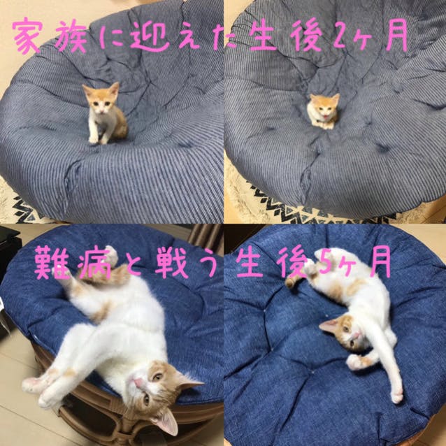 伝染性腹膜炎 Fip の5か月の子猫を助けてください Campfire キャンプファイヤー