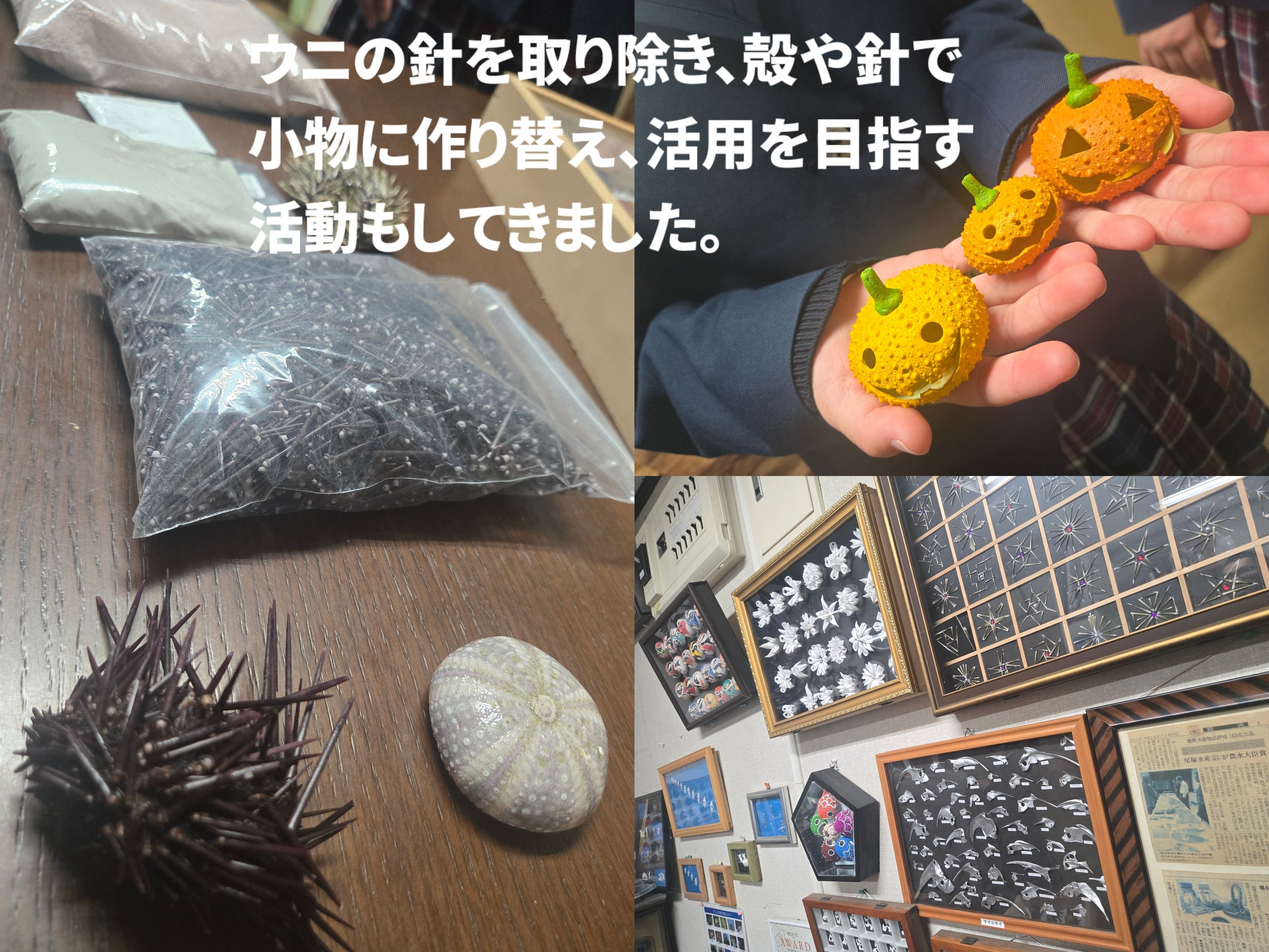 阿久根高校生発】廃棄ウニとボンタンで地域再生入浴剤 - CAMPFIRE