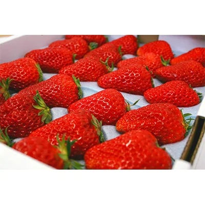 いちごの里 BerryGoodの完熟大粒紅ほっぺ 450g以上×2パック