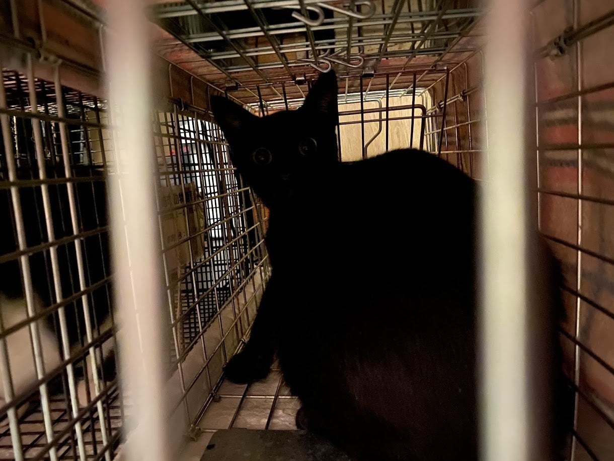 保護猫にミルクを届けたい「第3回みずいろりぼんプロジェクト