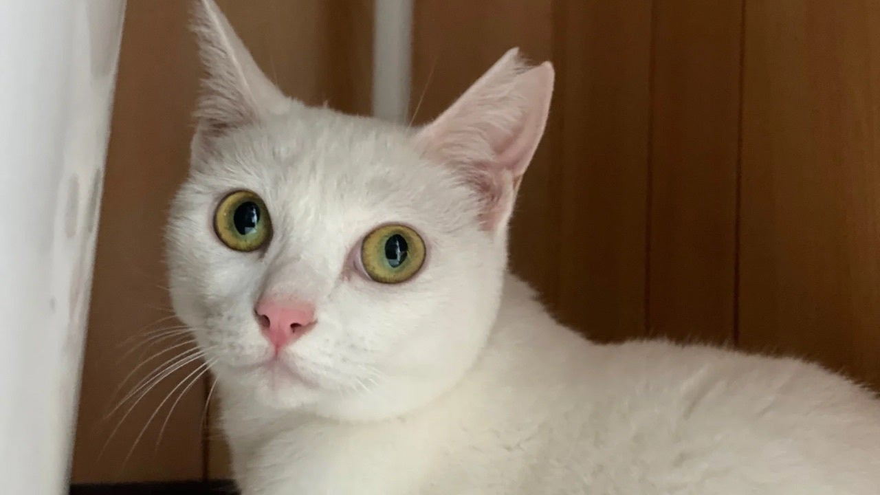 保護猫にミルクを届けたい「第3回みずいろりぼんプロジェクト