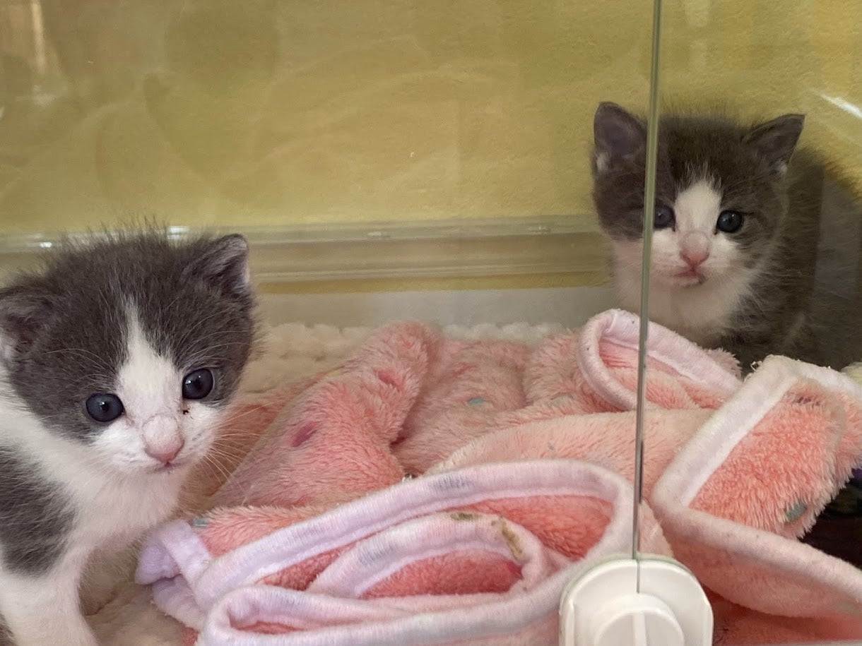 保護猫にミルクを届けたい「第3回みずいろりぼんプロジェクト