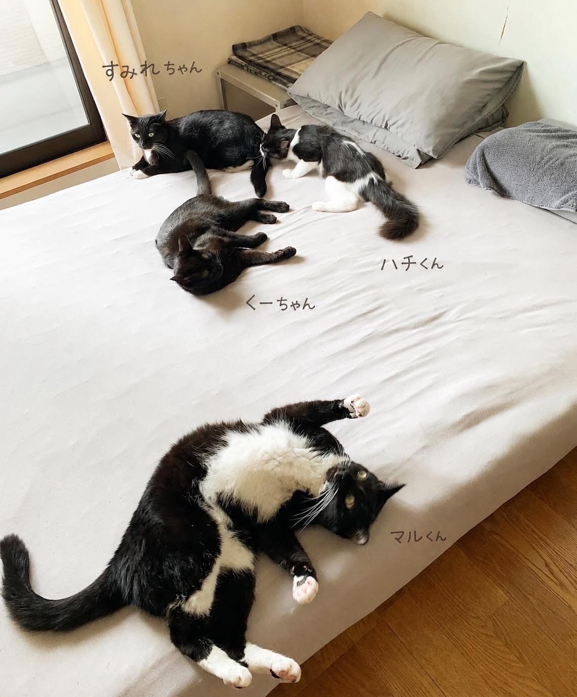 我が家の猫ちゃんたち