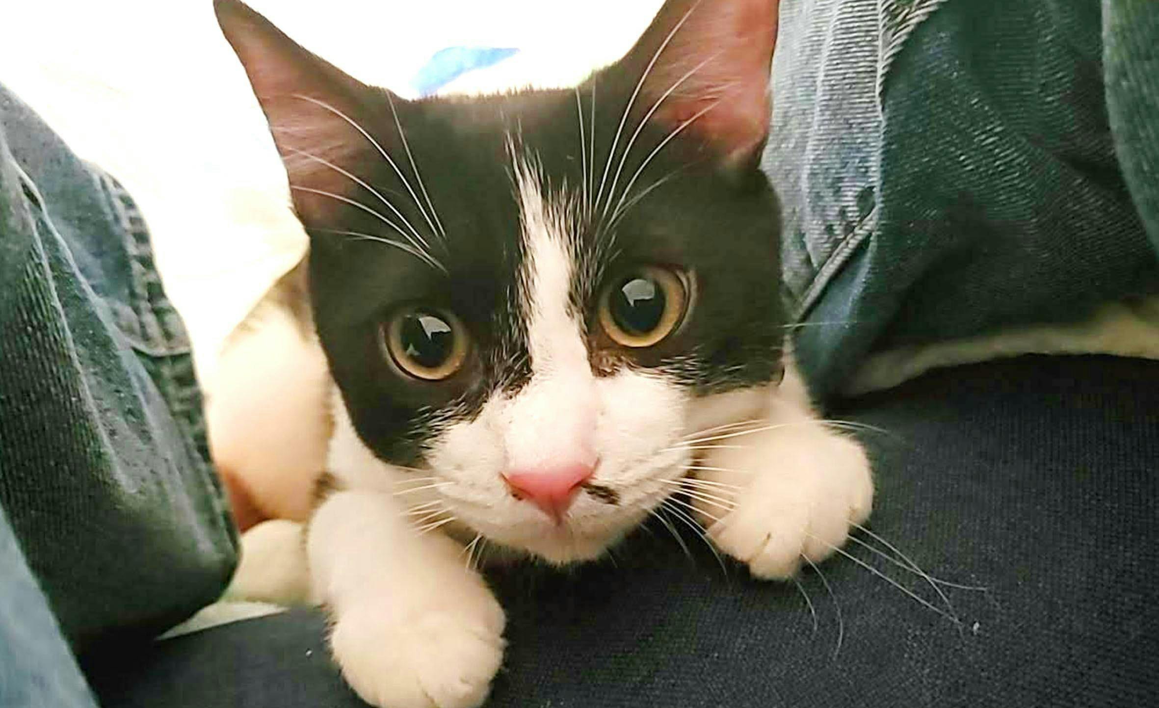 猫コロナ Fip を発症したポンちゃんを死なせない Campfire キャンプファイヤー
