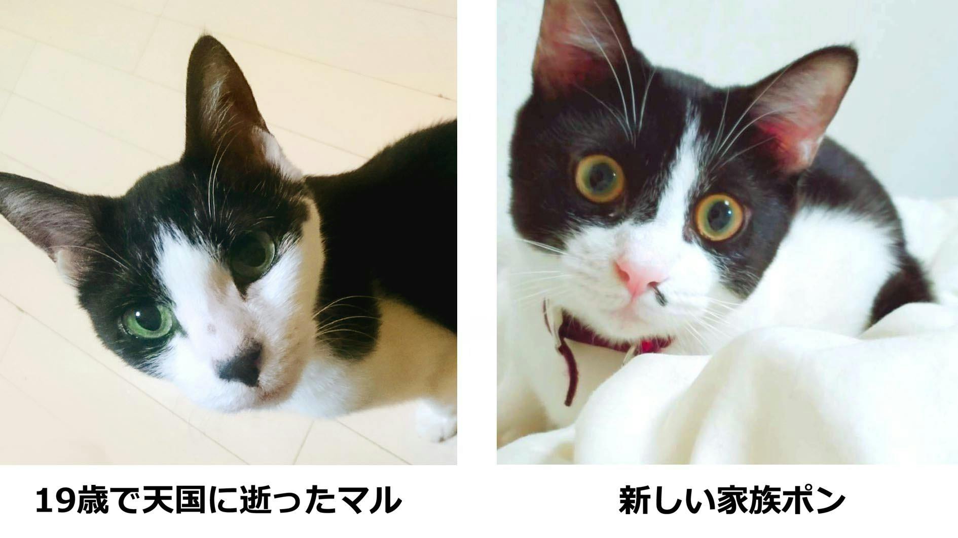 猫コロナ Fip を発症したポンちゃんを死なせない Campfire キャンプファイヤー