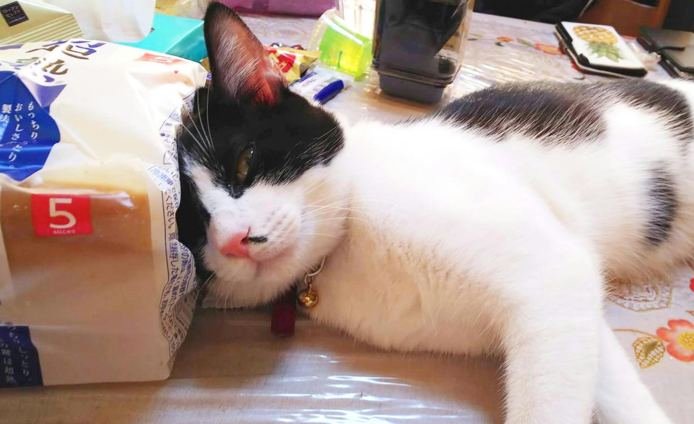 猫コロナ Fip を発症したポンちゃんを死なせない Campfire キャンプファイヤー