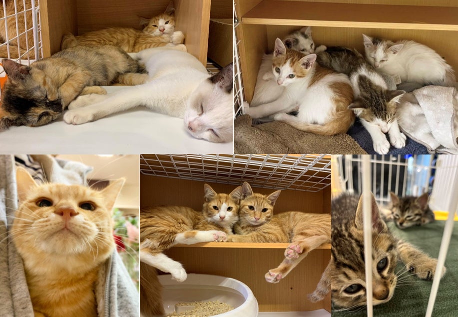 保護猫ちゃんたち