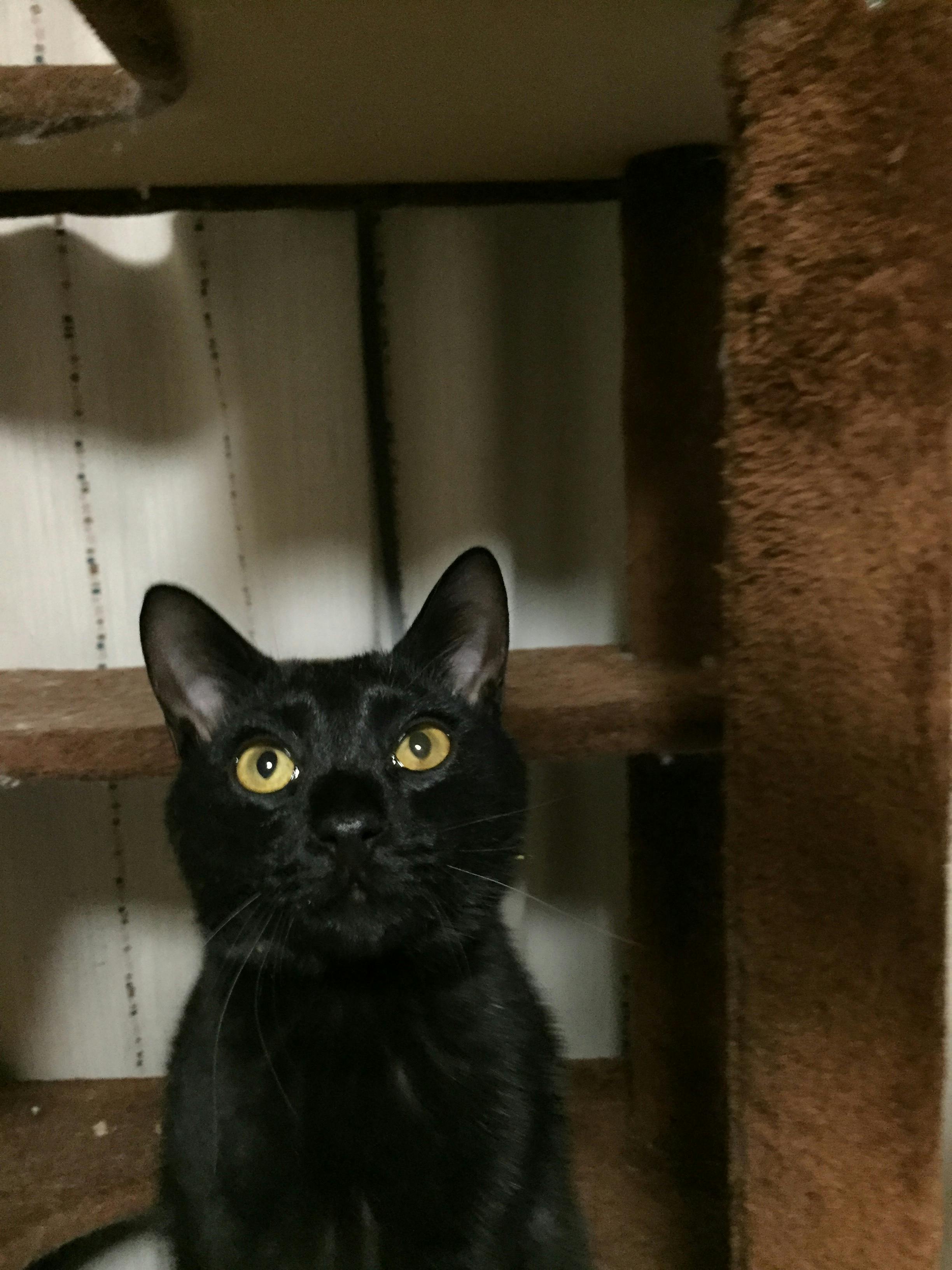 もっと 生きたい Fipの猫達の願い 保護猫活動にご支援を Campfire キャンプファイヤー もっと 生きたい Fipの猫達の願い 保護猫活動にご支援を Campfire キャンプファイヤー