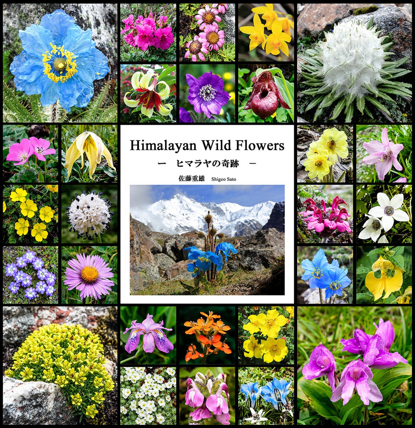 ヒマラヤに咲く32科140種の高山植物を写真集にしたい - CAMPFIRE