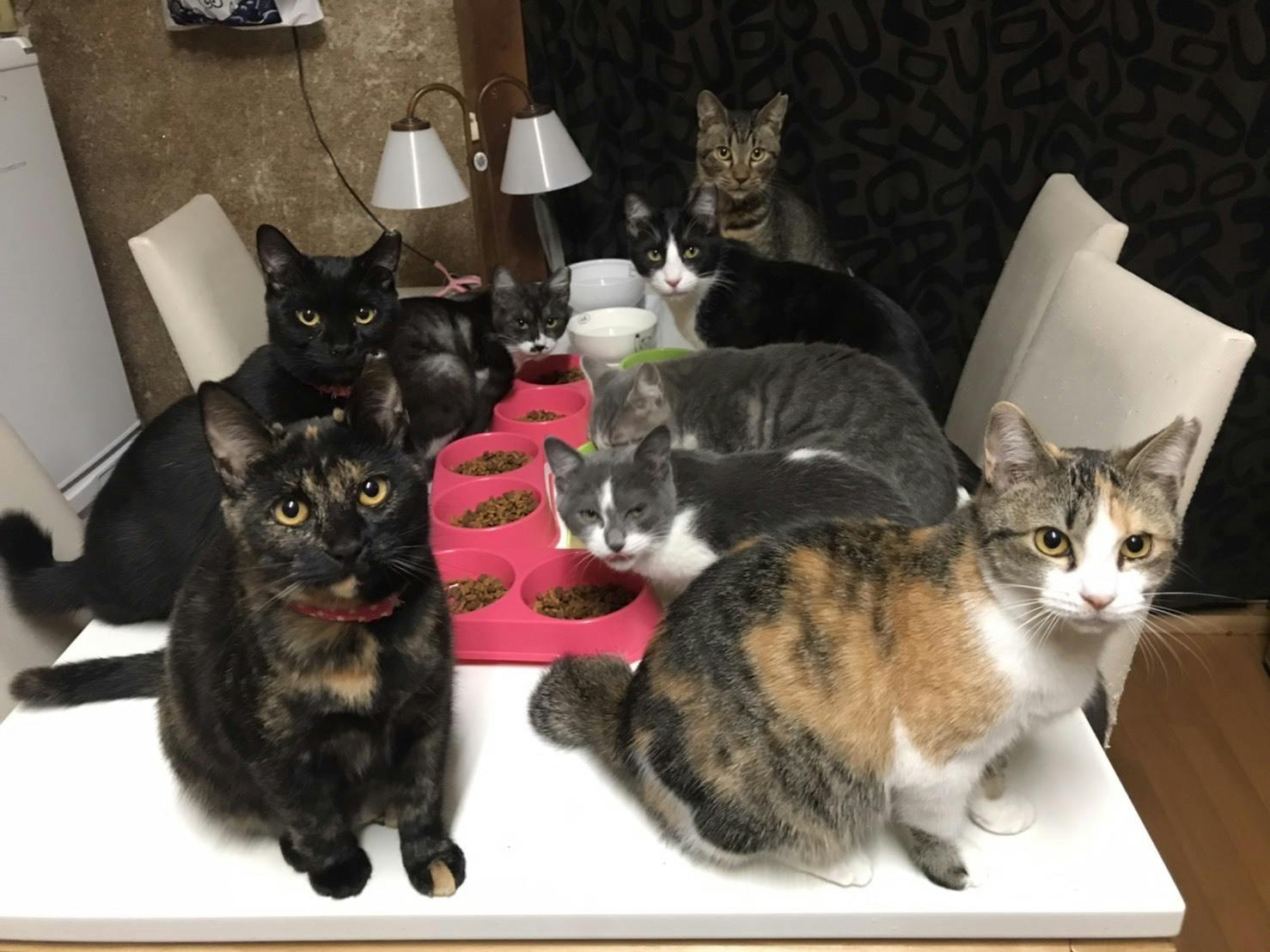 もっと 生きたい Fipの猫達の願い 保護猫活動にご支援を Campfire キャンプファイヤー もっと 生きたい Fipの猫達の願い 保護猫活動にご支援を Campfire キャンプファイヤー