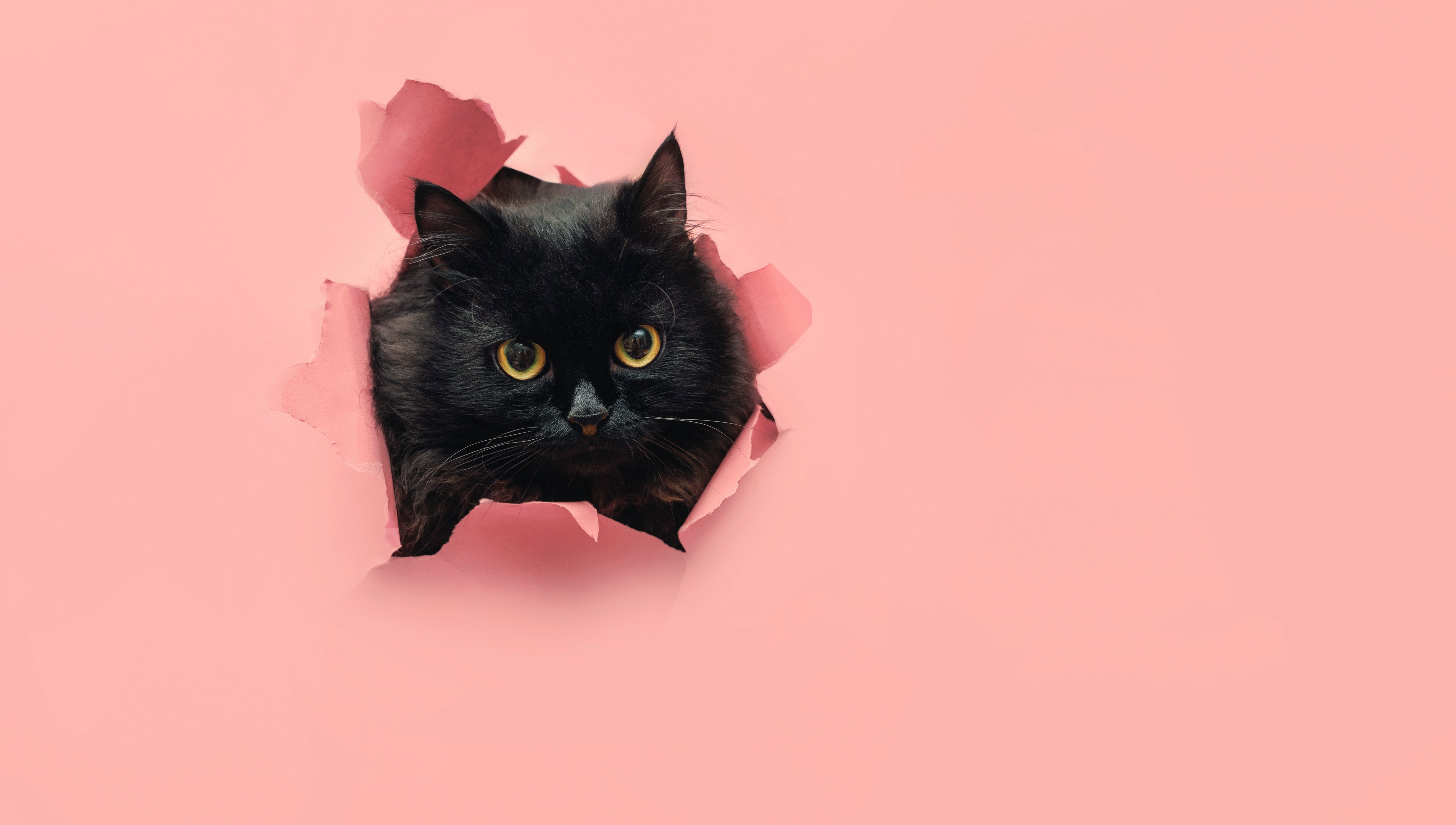 ひょっこり顔をのぞかせる黒猫(猫のイメージ写真)