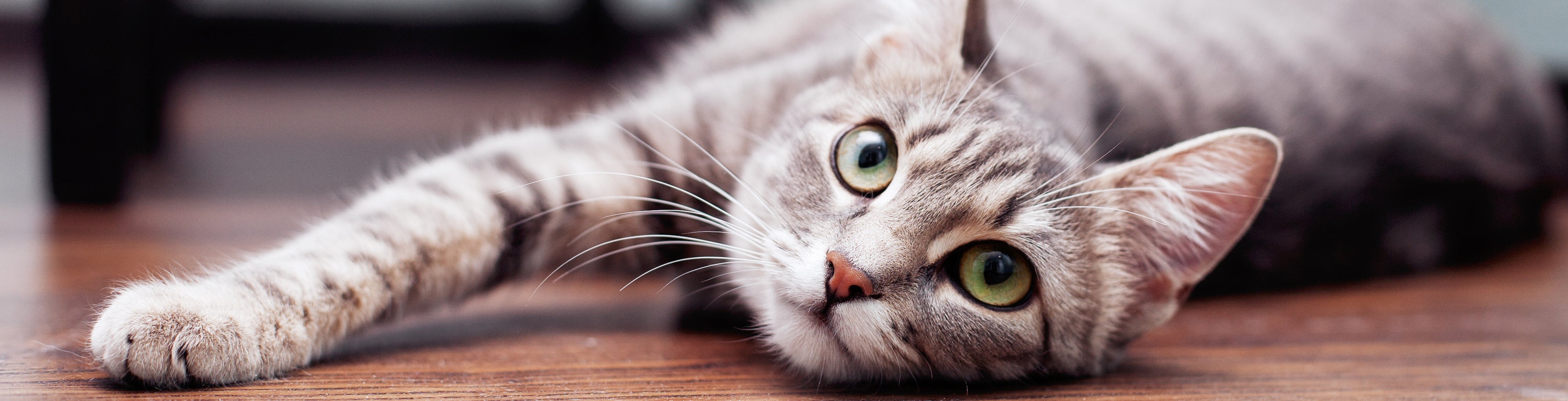 くつろぐ猫（猫のイメージ写真）