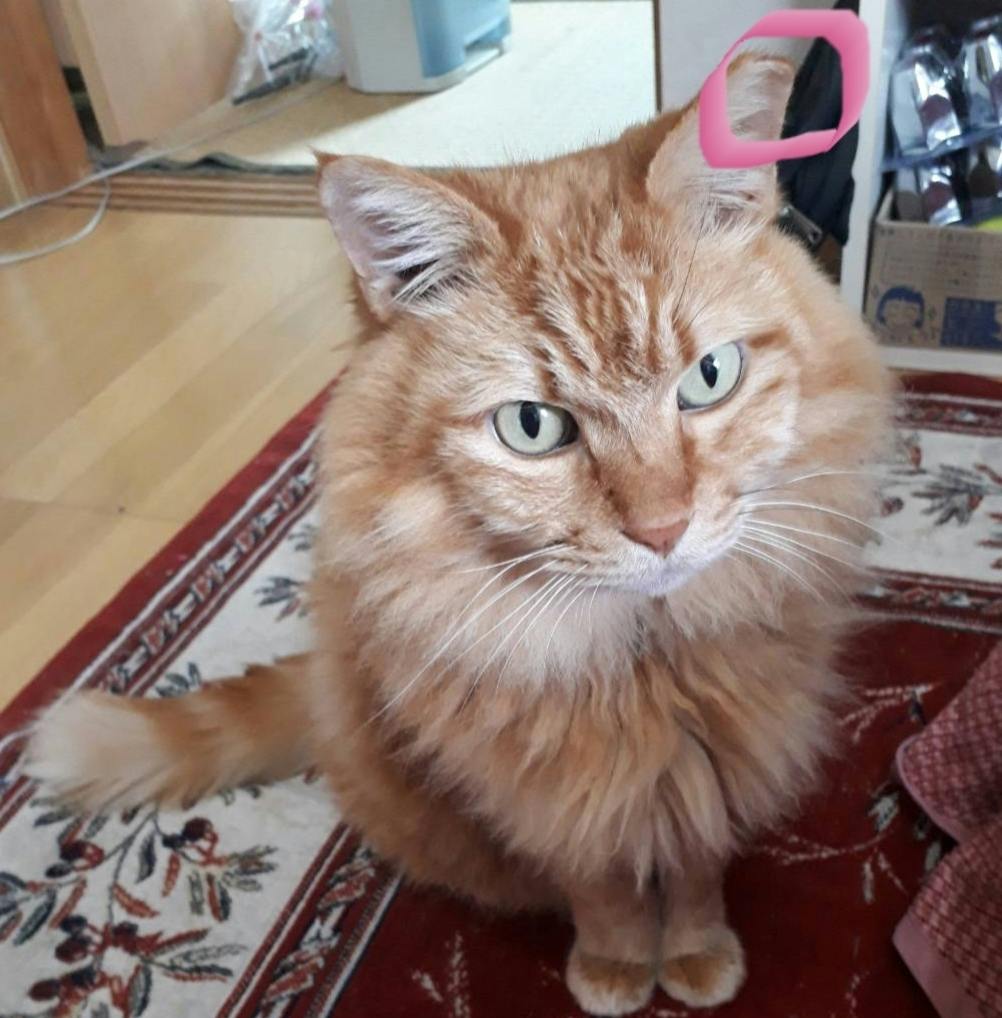 怪我をした野良猫青ちゃんの治療費と今後の活動のご支援お願いします Campfire キャンプファイヤー 怪我をした野良猫青ちゃんの治療費と今後の活動のご支援お願いします Campfire キャンプファイヤー
