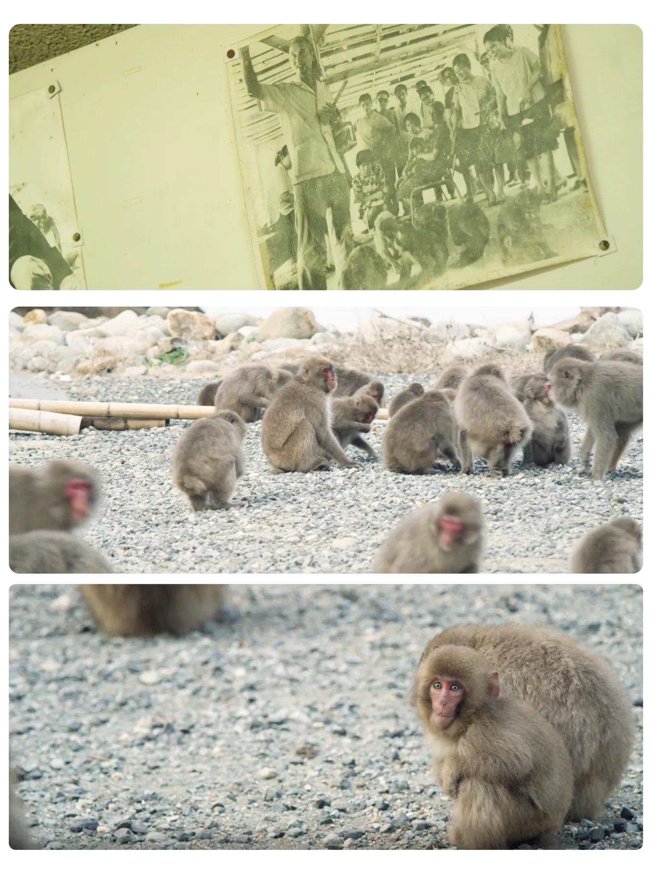 ニホンザル300匹を救え 南伊豆 波勝崎モンキーベイ誕生プロジェクト Campfire キャンプファイヤー