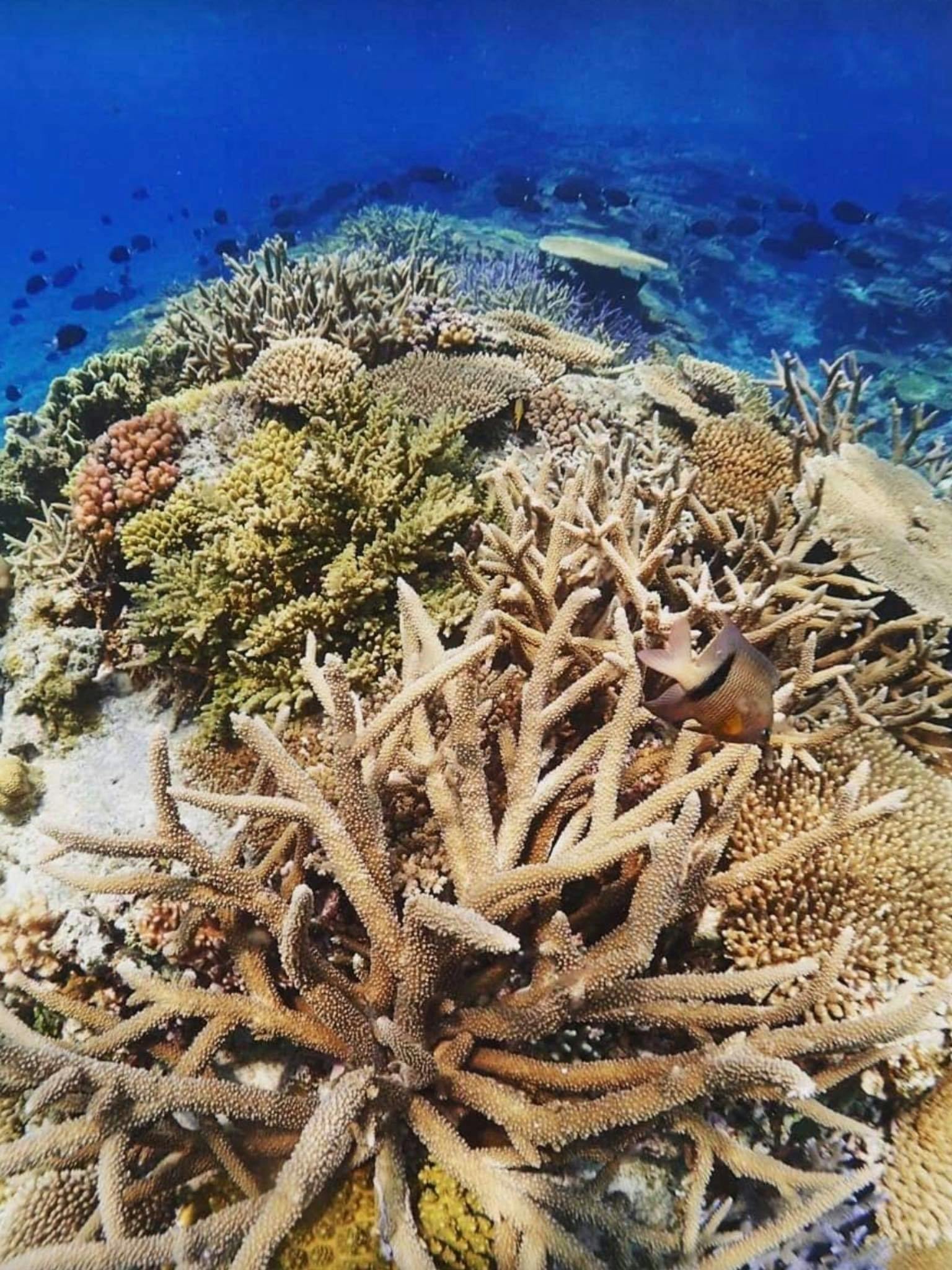 沖縄の美しいサンゴ礁を守りたい ーサンゴの植え付けでみんなの手で海に贈り物をー Campfire キャンプファイヤー