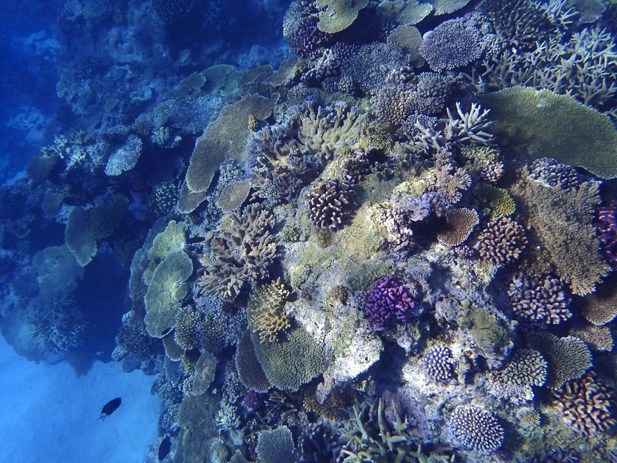 沖縄の美しいサンゴ礁を守りたい ーサンゴの植え付けでみんなの手で海に贈り物をー Campfire キャンプファイヤー 沖縄の美しいサンゴ礁を守りたい ーサンゴの植え付けでみんなの手で海に贈り物をー Campfire キャンプファイヤー