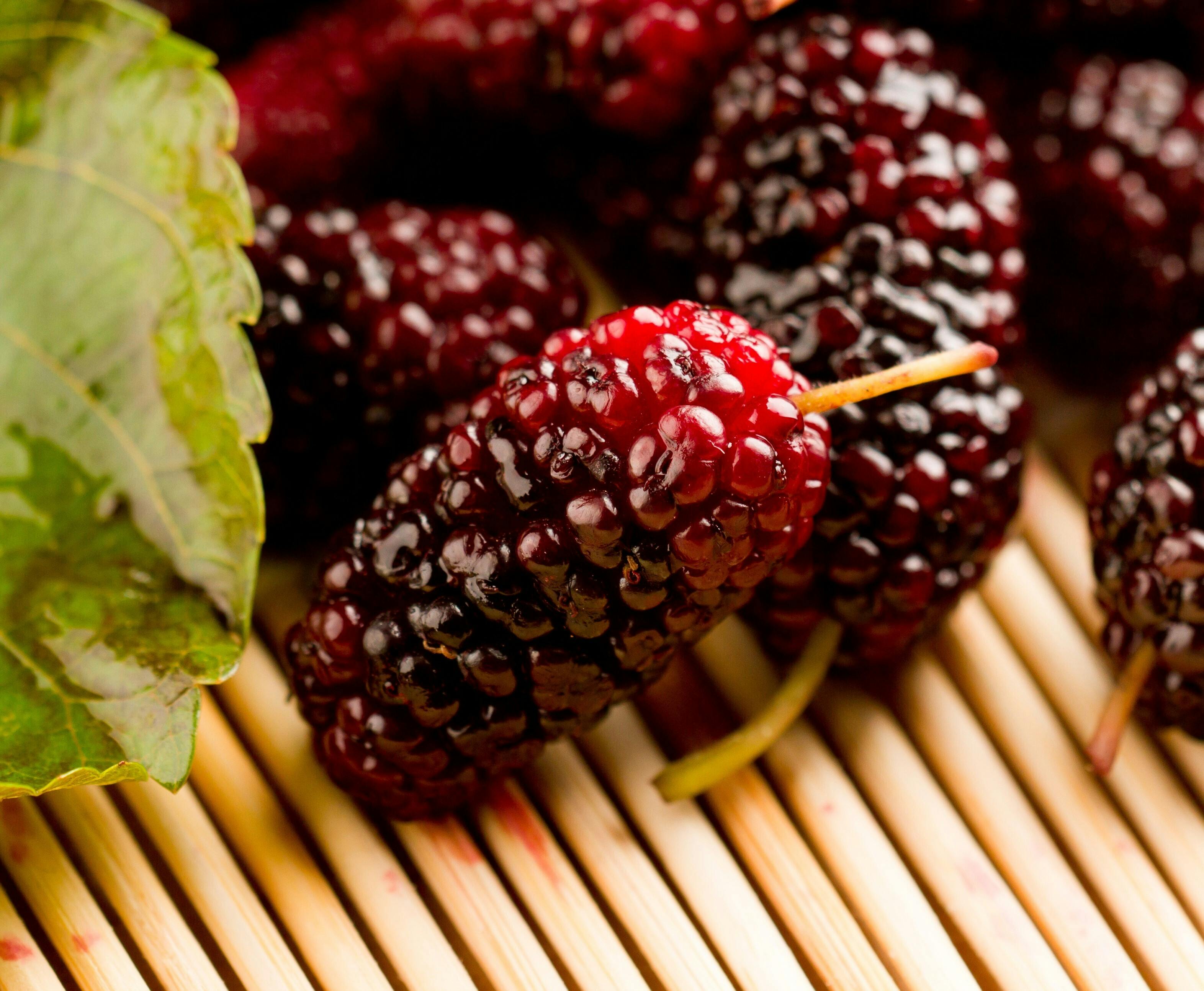 日本が持っている 宝 栄養豊富な国産 桑の実 で新しい食の選択肢を Campfire キャンプファイヤー 日本が持っている 宝 栄養豊富な国産 桑の実 で新しい食の選択肢を Campfire キャンプファイヤー