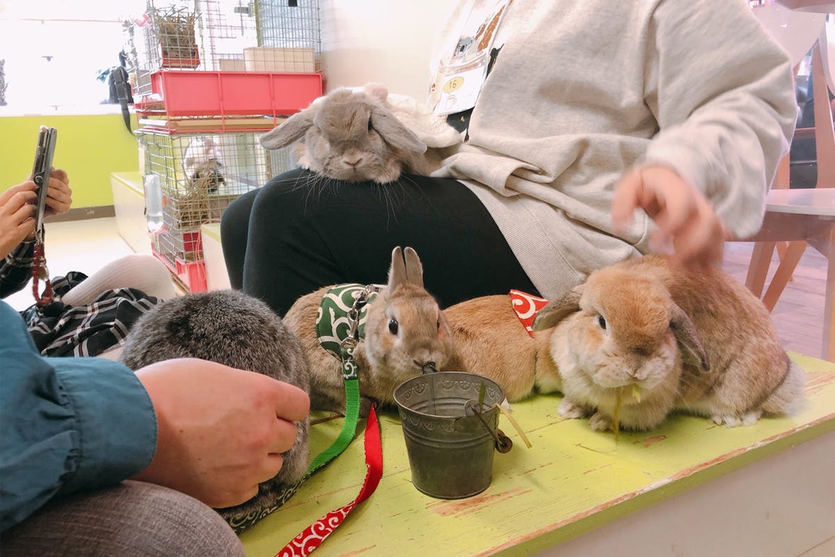 カフェ うさぎ うさぎカフェ うさぎパラダイス