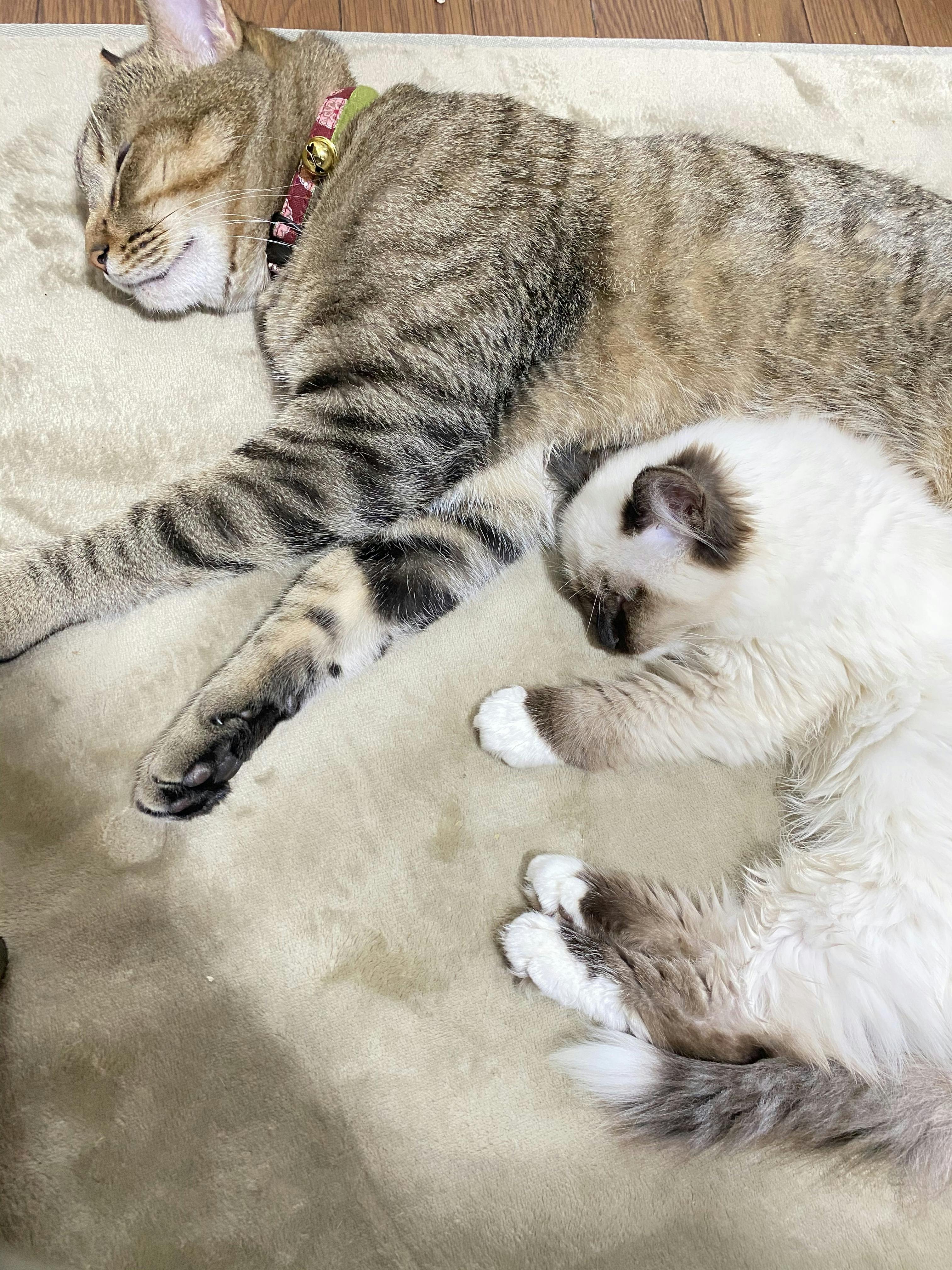 生後5ヶ月の子猫 致死率99 9 のfipという難病から救いたい Campfire キャンプファイヤー 生後5ヶ月の子猫 致死率99 9 のfipという難病から救いたい Campfire キャンプファイヤー