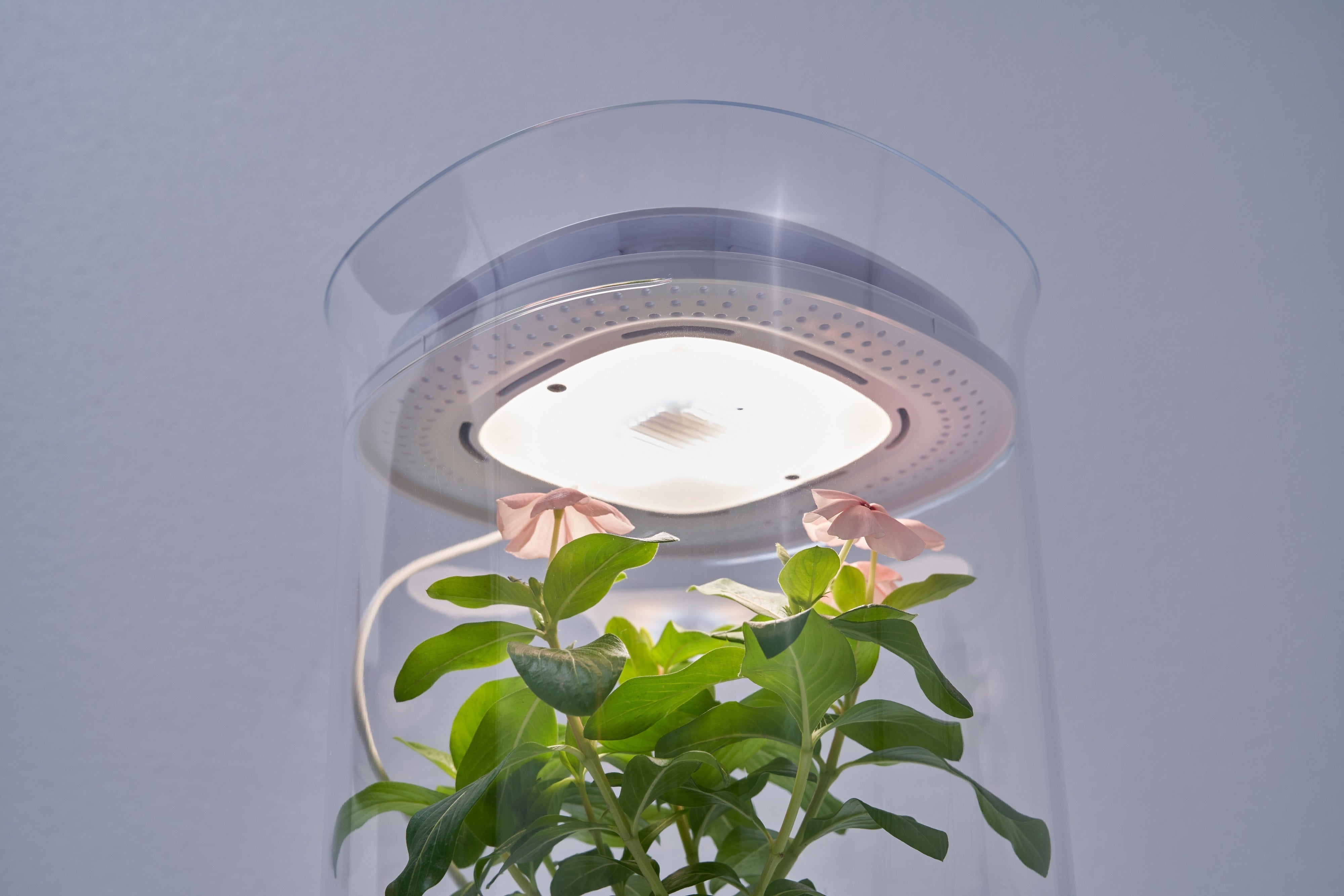 水・風・光を全自動管理で植物を枯らすことはない！スマートプランター