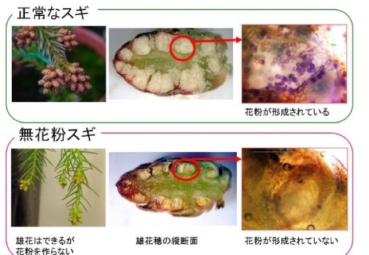 花粉症つらい 花粉の出ない杉の普及 に貢献しませんか？ 春よ来い