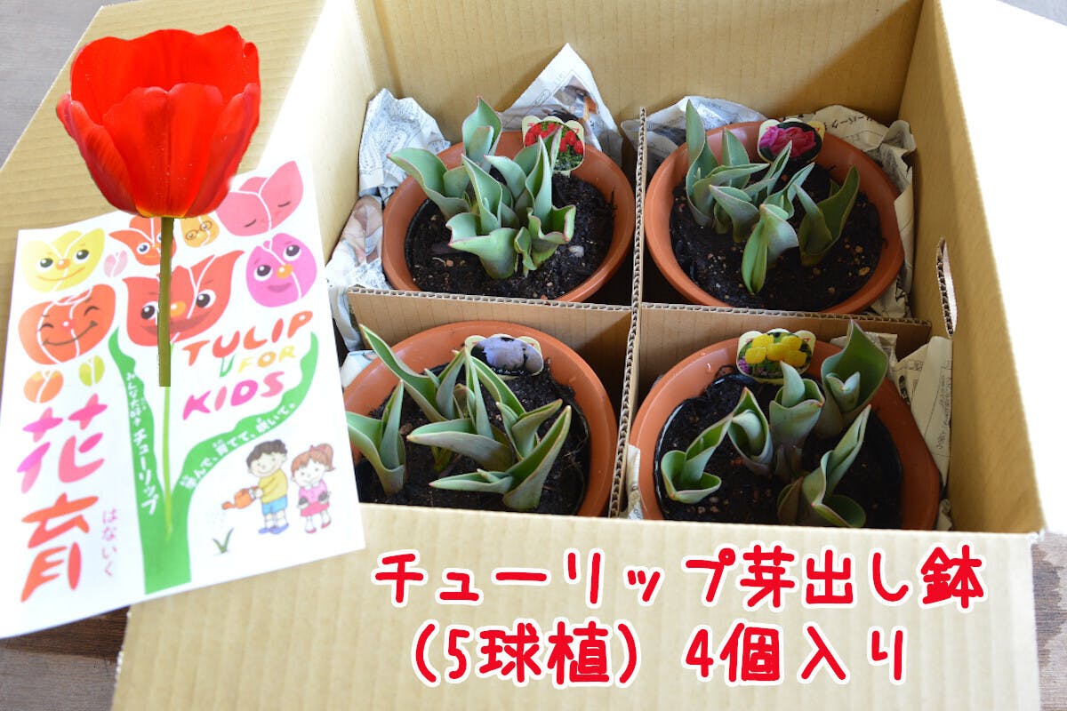 We Love Tulip お家でガーデニング こんな時こそ お花でスマイル Campfire キャンプファイヤー We Love Tulip お家でガーデニング こんな時こそ お花でスマイル Campfire キャンプファイヤー