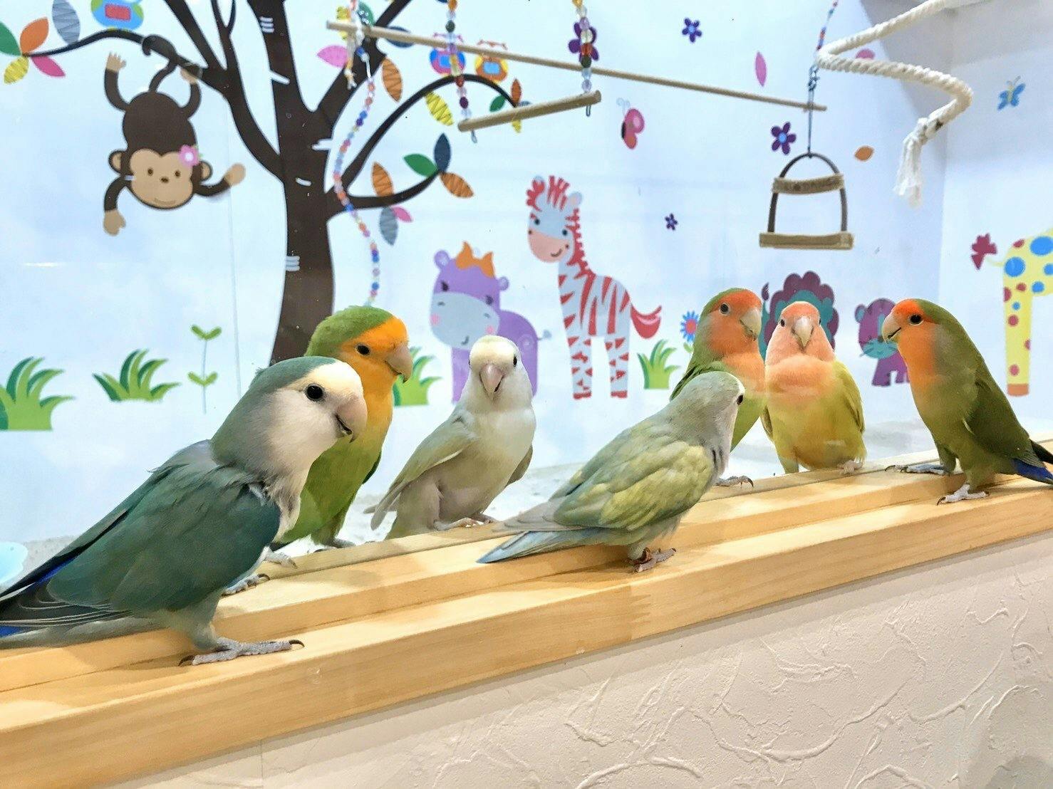 ジャガード無撚糸 ミニタオル セキセイインコ - その他