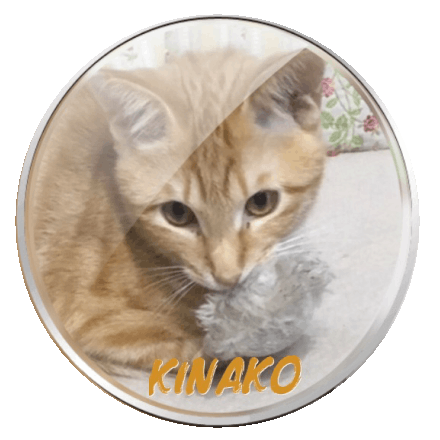 きなこに未来を Fip 猫伝染性腹膜炎 治療費ご支援のお願い Campfire キャンプファイヤー きなこに未来を Fip 猫伝染性腹膜炎 治療費ご支援のお願い Campfire キャンプファイヤー