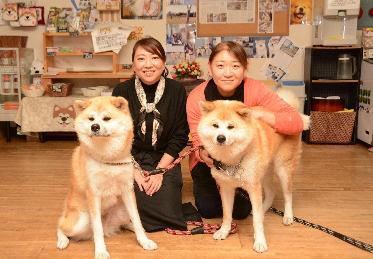 コロナなんかで廃業したくない！秋田犬に会える温泉旅館を未来につなぐ