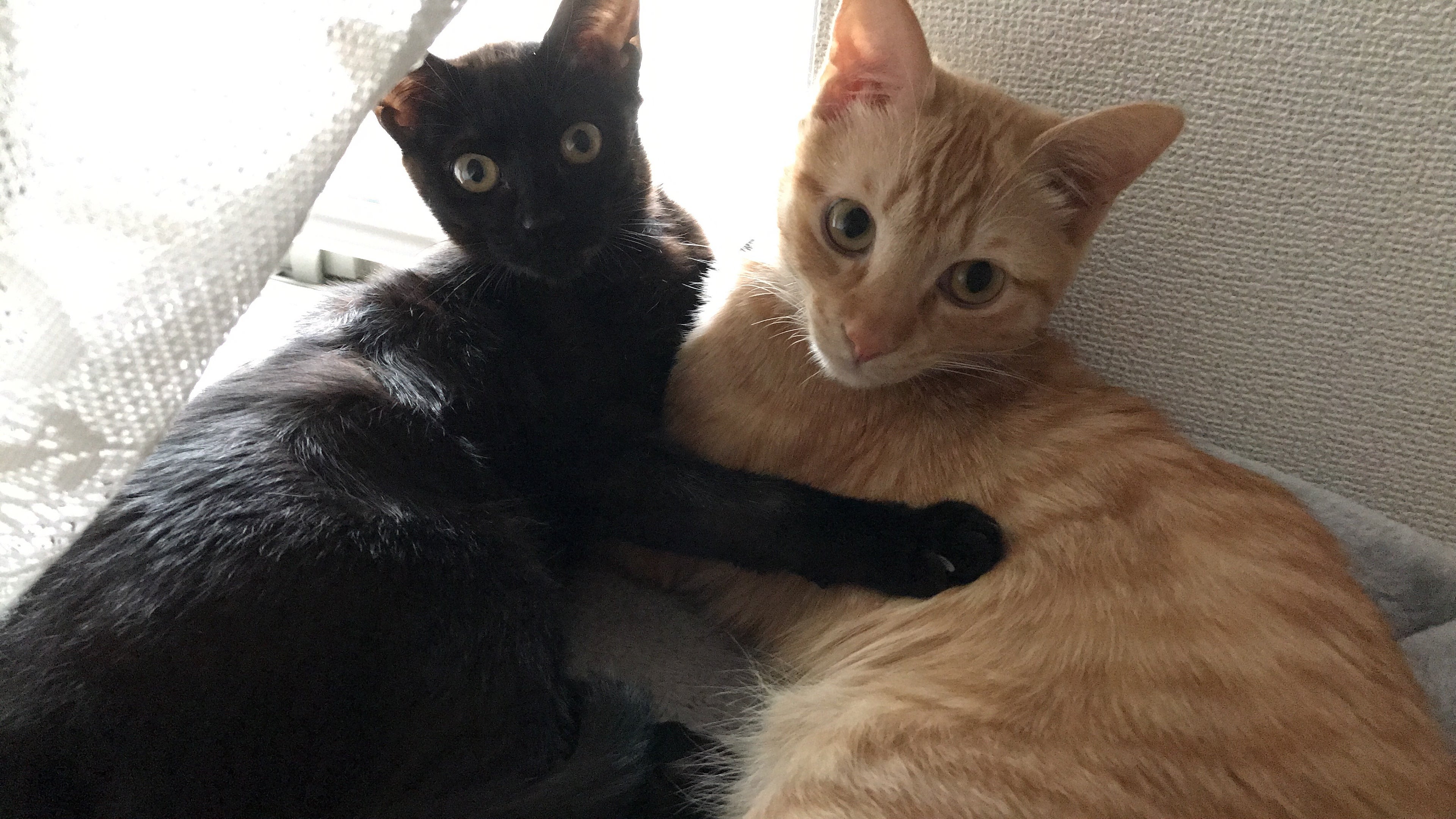 ロロくんをfip猫伝染性腹膜炎から助けたい Campfire キャンプファイヤー