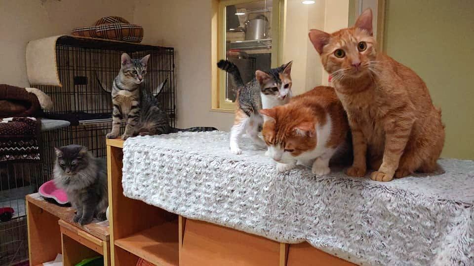 新型コロナウィルス対策で休業の保護猫カフェ 猫の居場所を守りたい Campfire キャンプファイヤー 新型コロナウィルス対策で休業の保護猫カフェ 猫の居場所を守りたい Campfire キャンプファイヤー