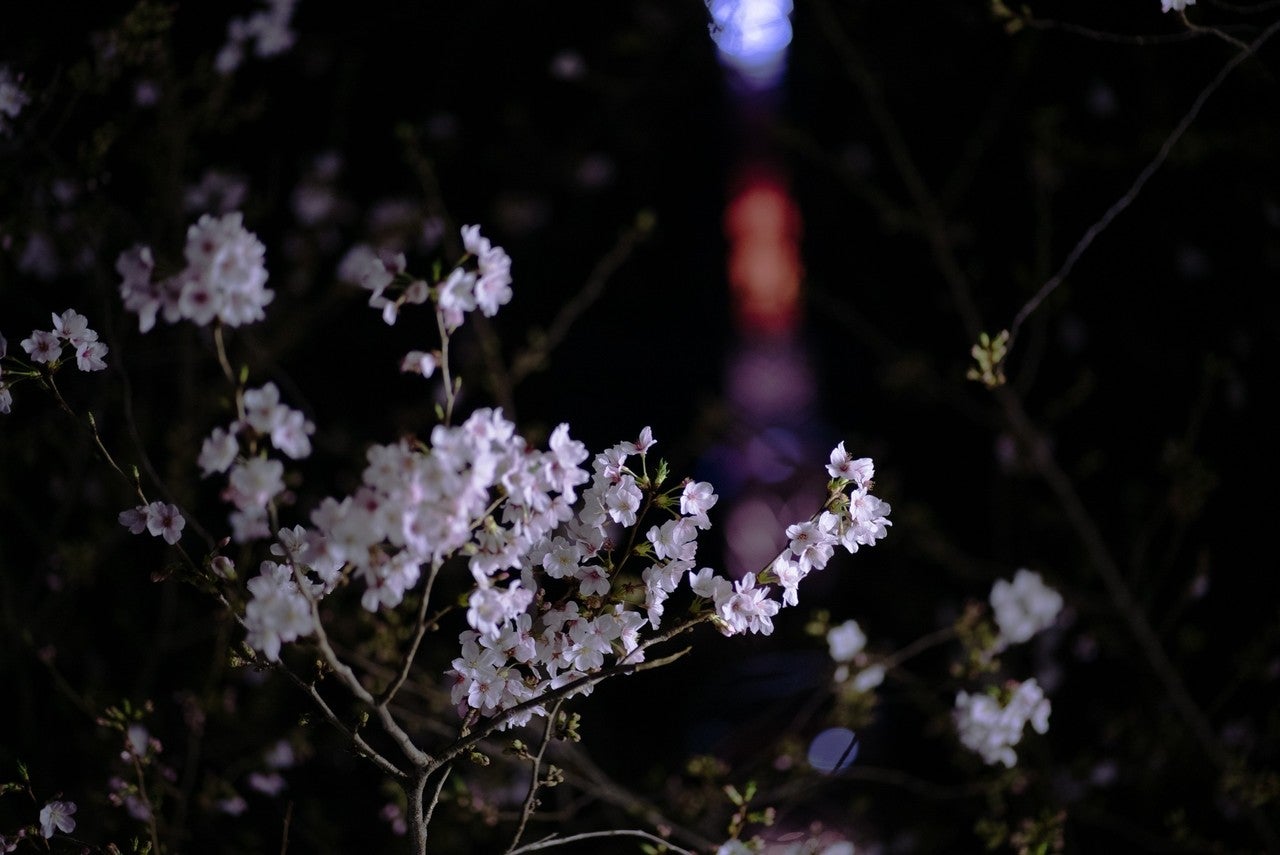 画像12