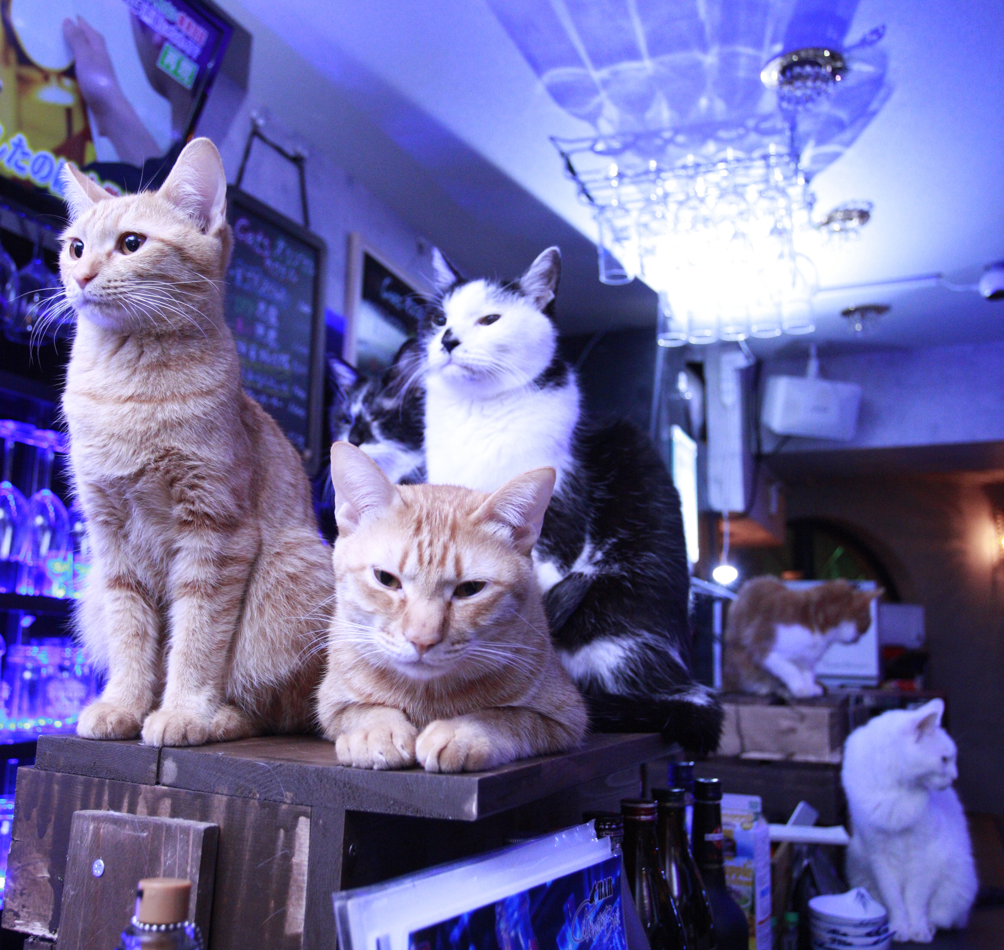 猫バー存続危機です】コロナで休業で売上0！「歌舞伎町の癒し」を助け