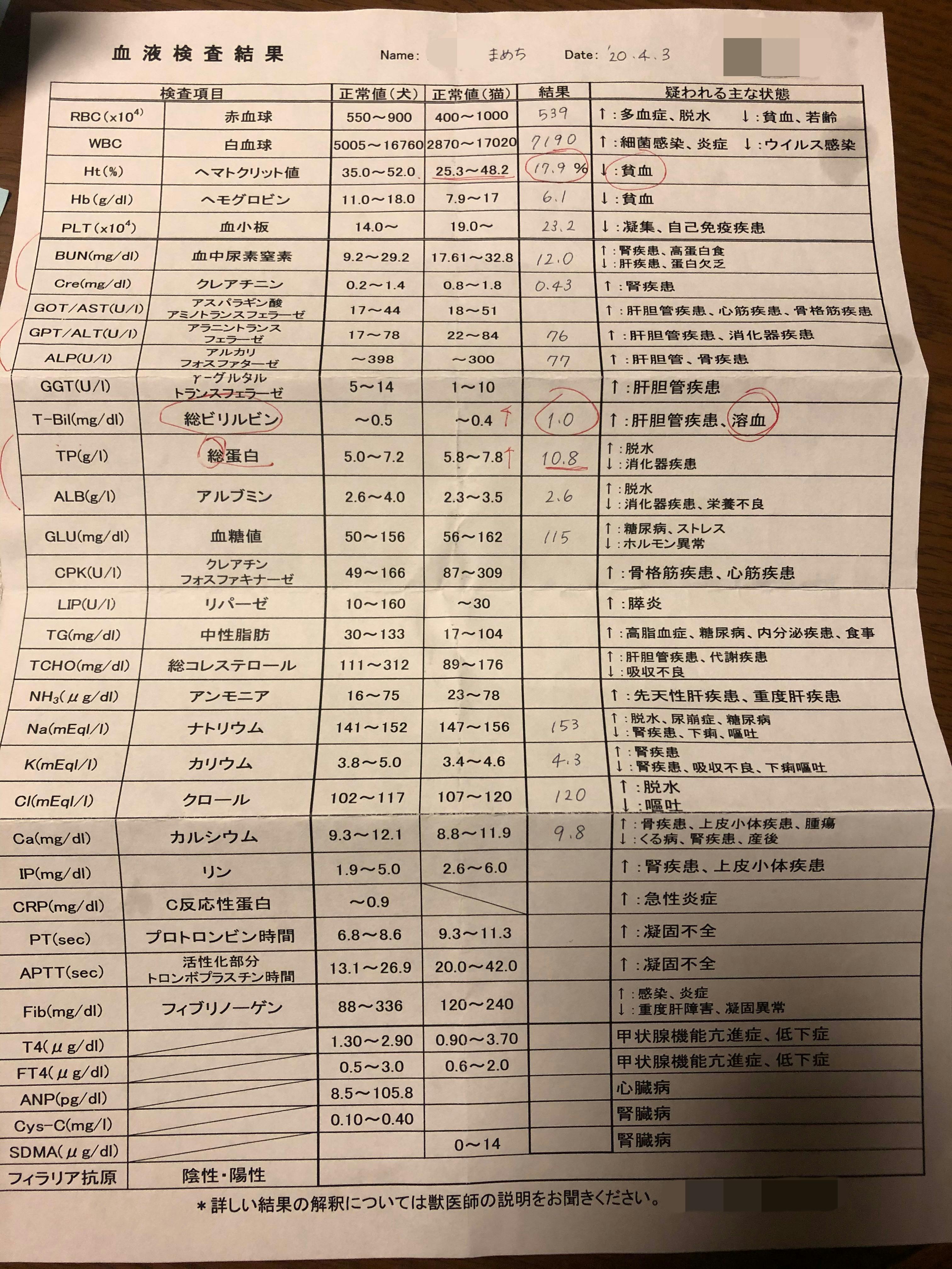 致死率100 のfip 猫伝染性腹膜炎 と闘う小さな命にどうか力をお貸し下さい Campfire キャンプファイヤー