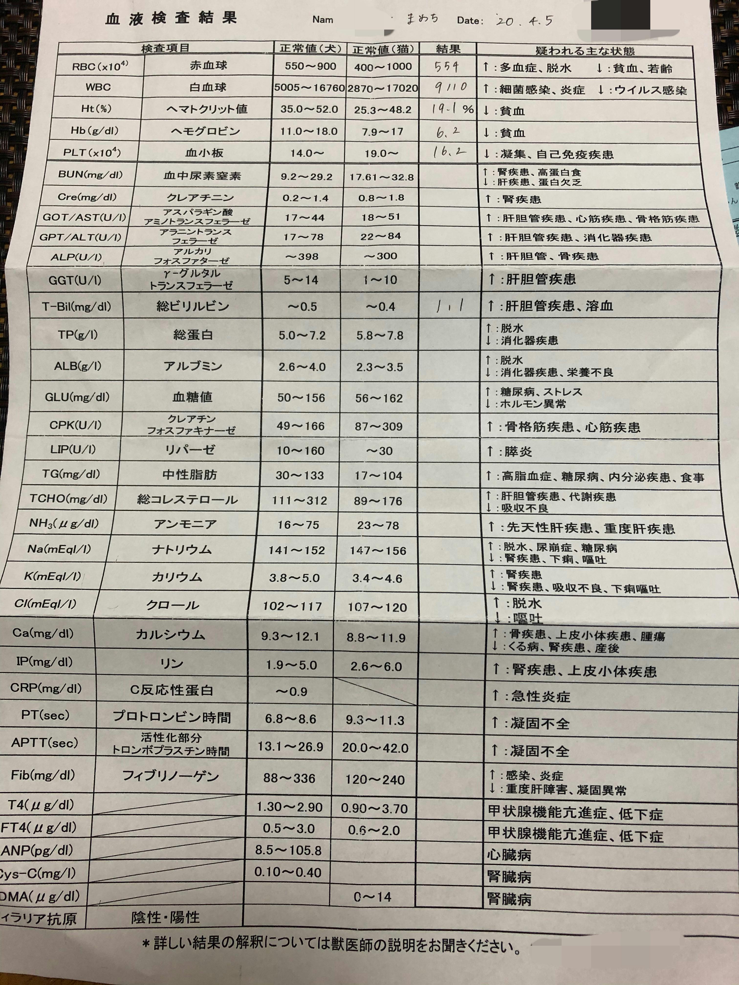 致死率100 のfip 猫伝染性腹膜炎 と闘う小さな命にどうか力をお貸し下さい Campfire キャンプファイヤー