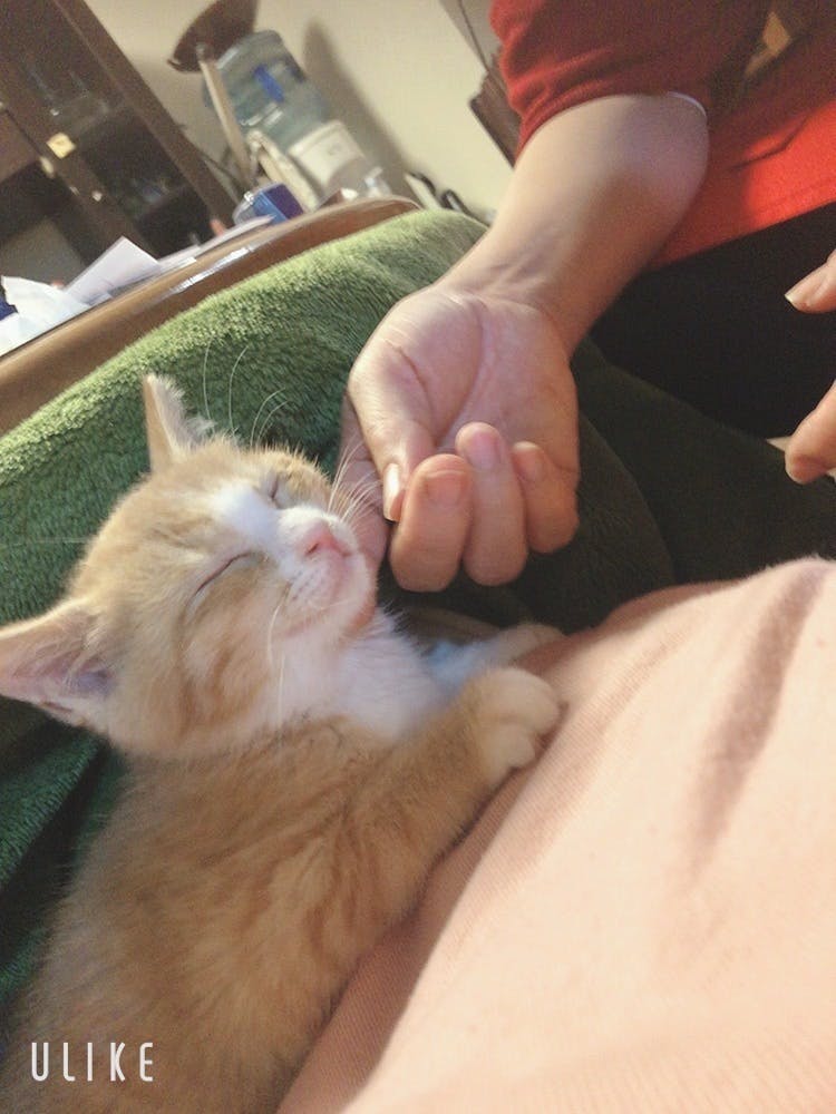 致死率100 のfip 猫伝染性腹膜炎 と闘う小さな命にどうか力をお貸し下さい Campfire キャンプファイヤー 致死率100 のfip 猫伝染性腹膜炎 と闘う小さな命にどうか力をお貸し下さい Campfire キャンプファイヤー