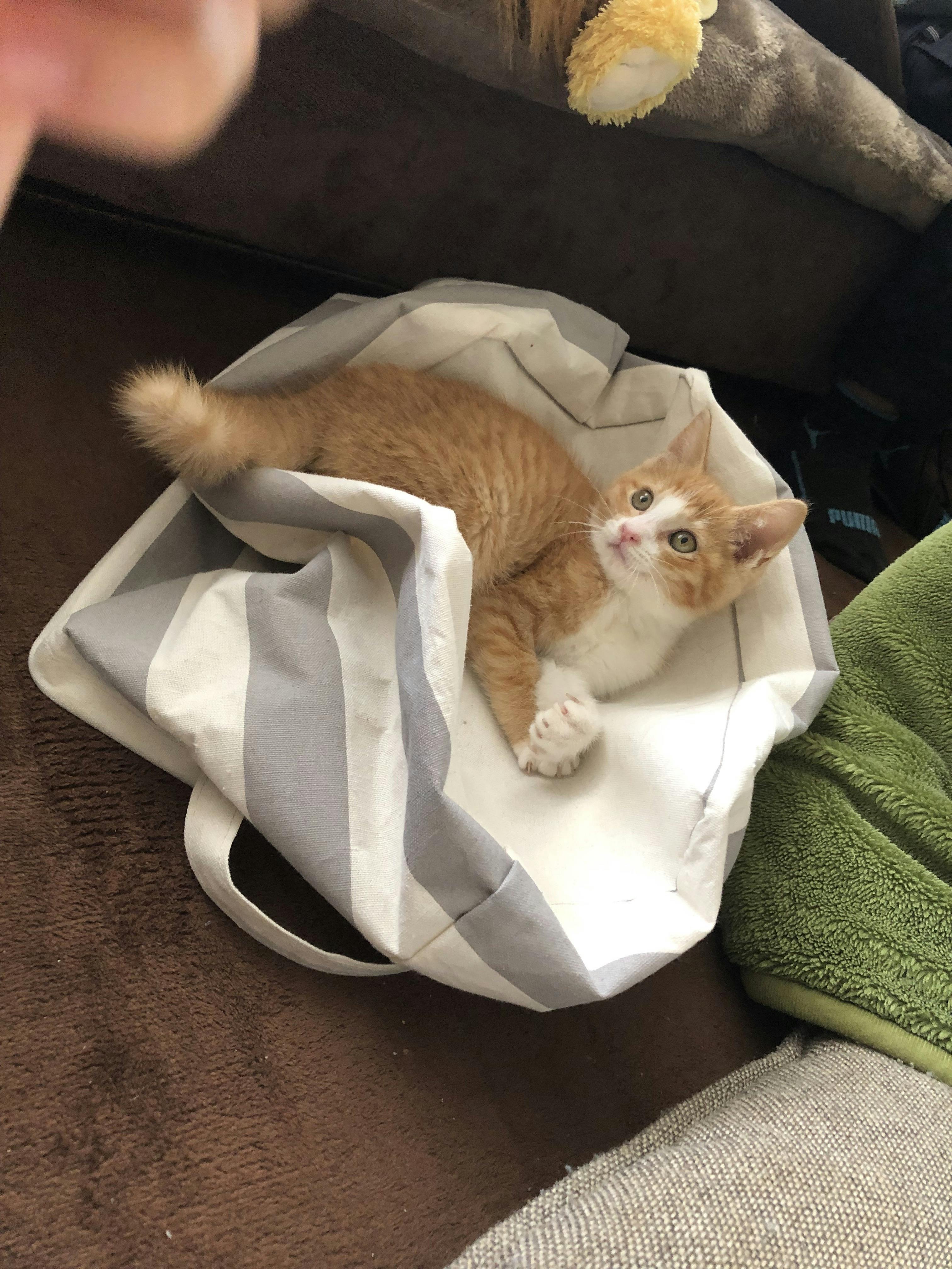 致死率100 のfip 猫伝染性腹膜炎 と闘う小さな命にどうか力をお貸し下さい Campfire キャンプファイヤー 致死率100 のfip 猫伝染性腹膜炎 と闘う小さな命にどうか力をお貸し下さい Campfire キャンプファイヤー