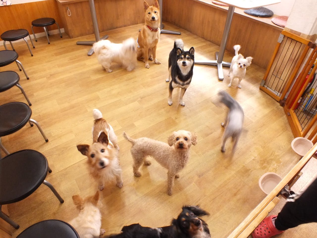 緊急4月来客0 保護犬 保護猫の安全な場所を守りたい Campfire キャンプファイヤー 緊急4月来客0 保護犬 保護猫の安全な場所を守りたい Campfire キャンプファイヤー
