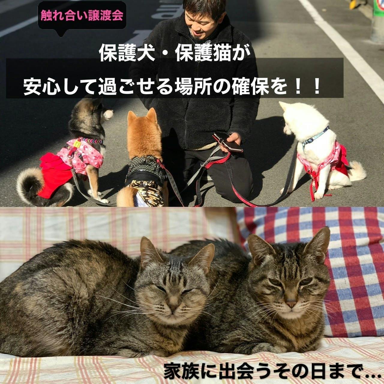 保護 犬 カフェ 道頓堀 保護犬カフェ Restaurant 東道頓堀店 Hogoken Cafe 地図 なんば 難波 ドッグカフェ