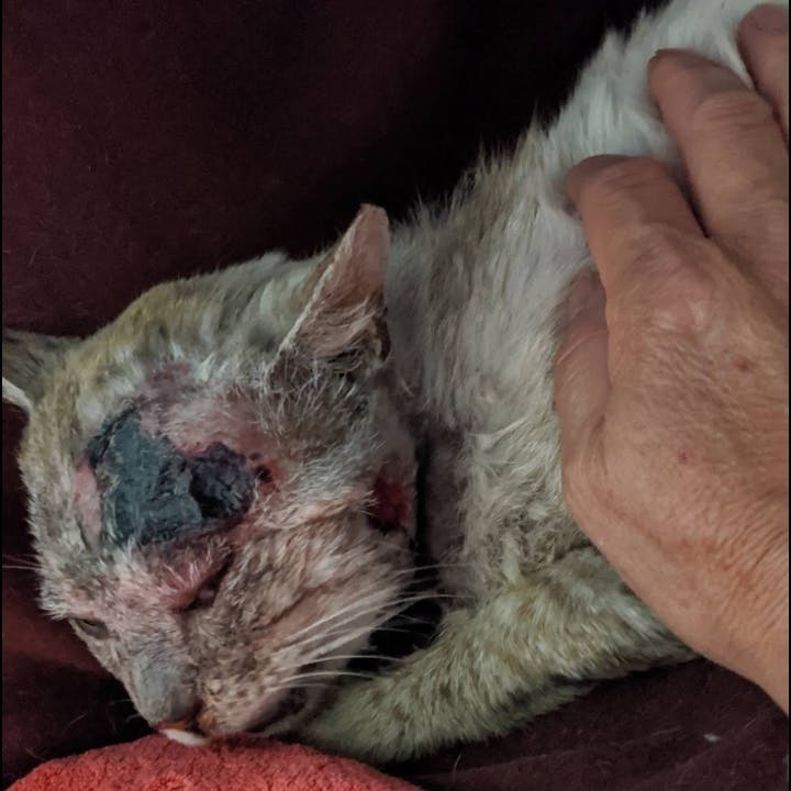怪我をした野良猫青ちゃんの治療費と今後の活動のご支援お願いします Campfire キャンプファイヤー 怪我をした野良猫青ちゃんの治療費と今後の活動のご支援お願いします Campfire キャンプファイヤー