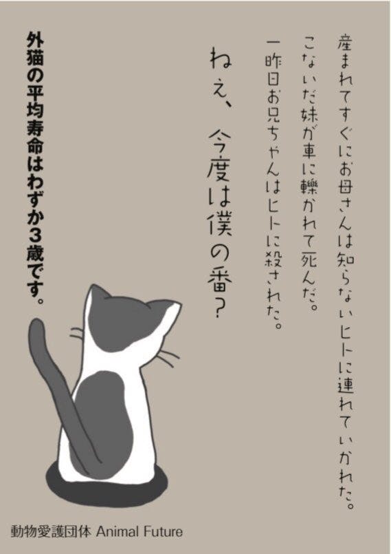 目指すは保護猫たちの理想郷 夢の快適シェルター設立へのご協力をお願いします Campfire キャンプファイヤー