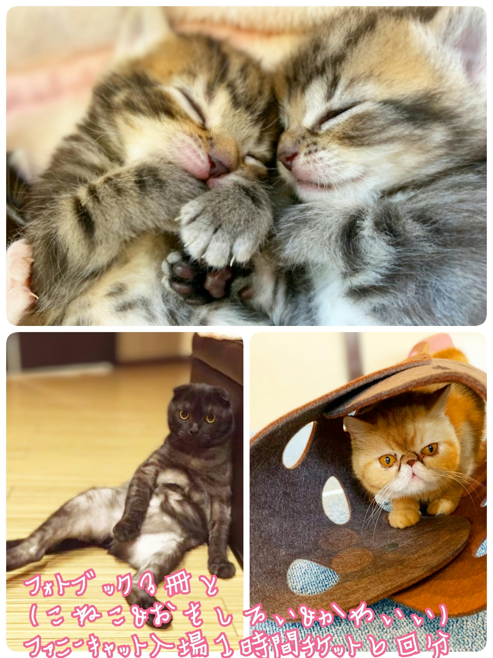 新型コロナで保護猫カフェ継続の危機 保護猫達を守りたい Campfire キャンプファイヤー 新型コロナで保護猫カフェ継続の危機 保護猫達を守りたい Campfire キャンプファイヤー