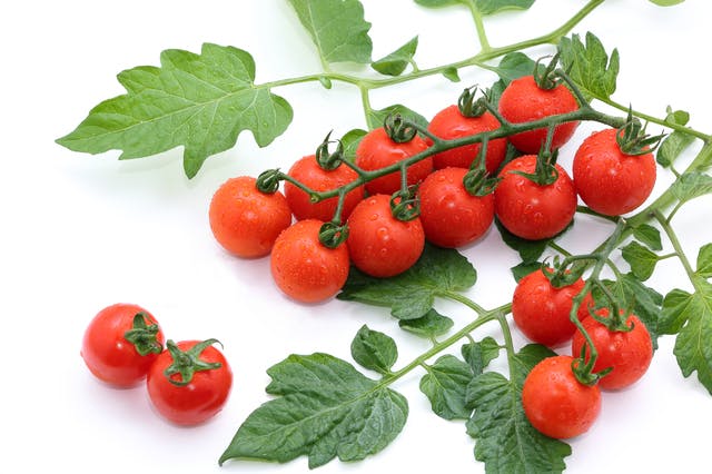 おうちでフルーツトマトを育てよう 野菜の力で元気を届けるプロジェクト Campfire キャンプファイヤー おうちでフルーツトマトを育てよう 野菜の力で元気を届けるプロジェクト Campfire キャンプファイヤー