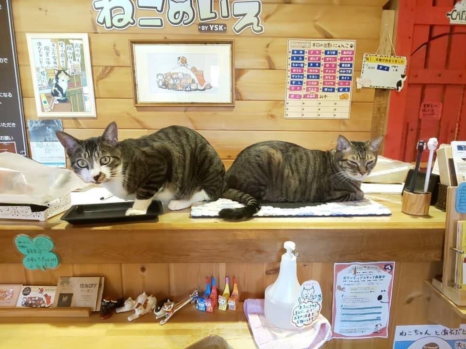 コロナウイルスの影響で売り上げ激減 ねこ達を助けてください Campfire キャンプファイヤー コロナウイルスの影響で売り上げ激減 ねこ達を助けてください Campfire キャンプファイヤー